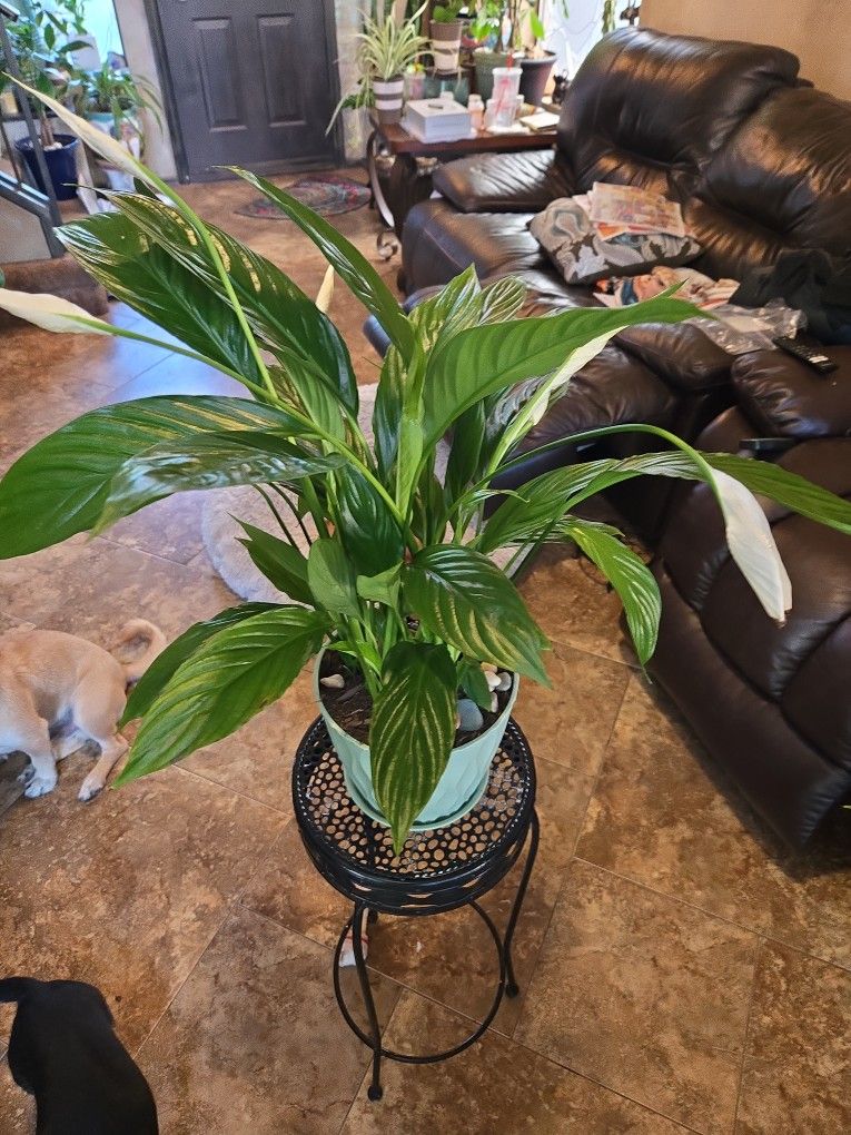 2ft 2in Tall Live Peace Lilly Plant In New 7in Pot With Plate And Stones