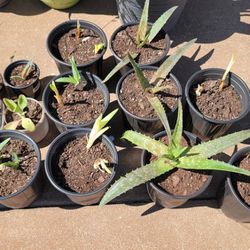 Aloe Plants And Mother Of Thousands 