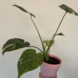 Monstera Thai Constellation 