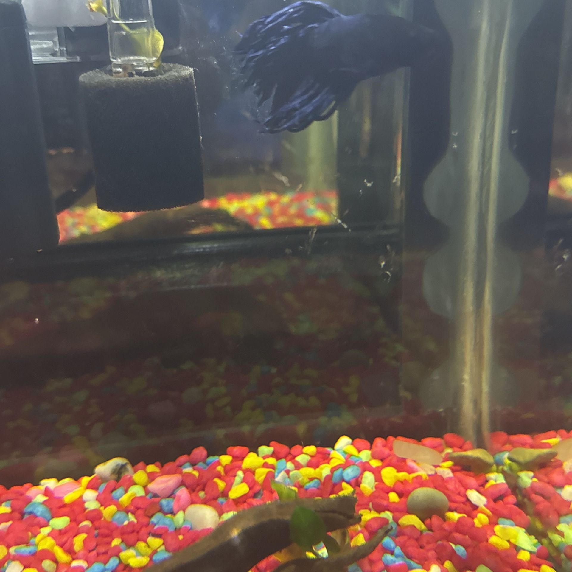 (healthy) crowntail Betta