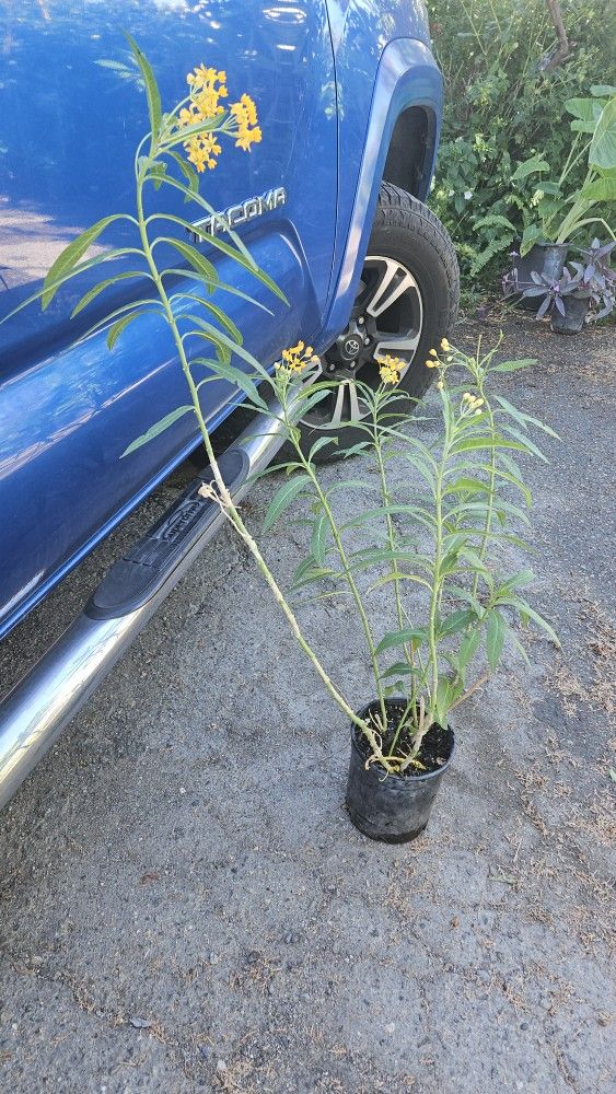 Milkweed (Plant For Monarch Butterflies)