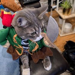 Pirate Costumes Pets 