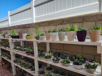 New Succulents ( read details)