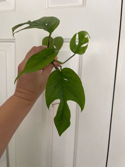 Baltic blue Pothos plant CUTTING - rooted
