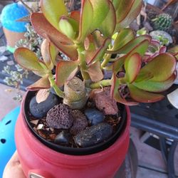 Plant 