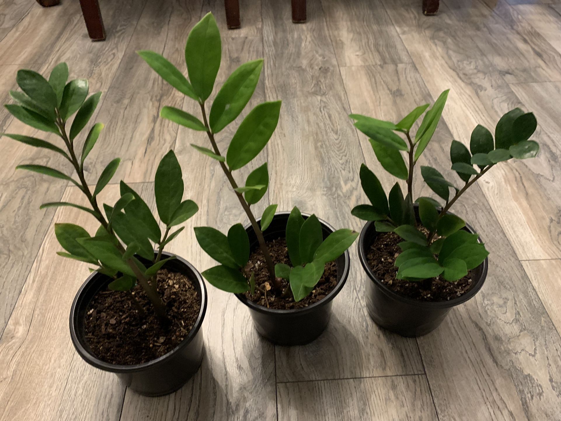 Steel Plants For $20 Each