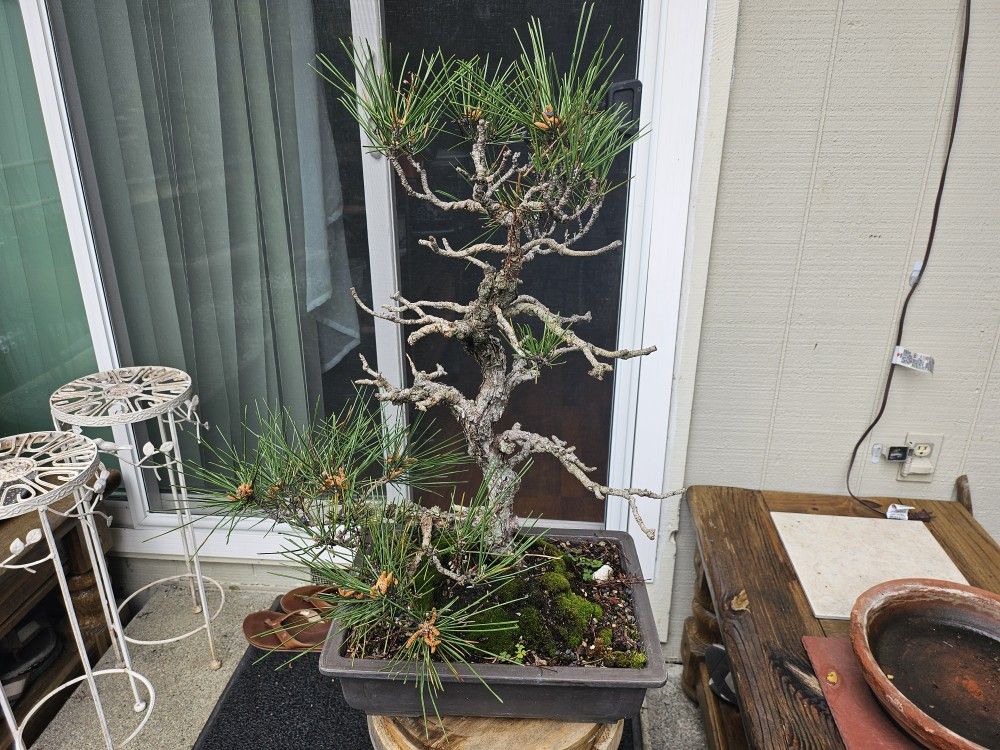 30+ Year Old Bonsai. Cool Bark. Rare Species Of Black Pine