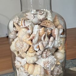 Seashells Vase Decor