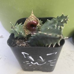 Huernia Zebrina 