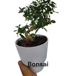 Bonsai Plant 
