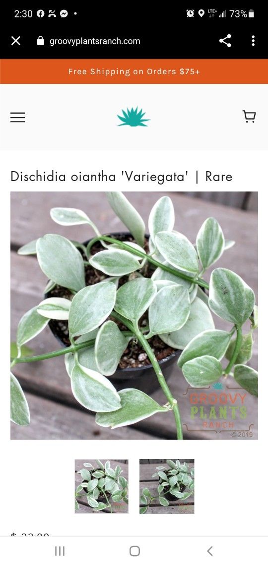 Rare Varigated Dischidia Oiantha Plant 8in Pot
