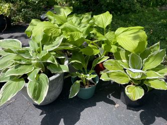 Hostas