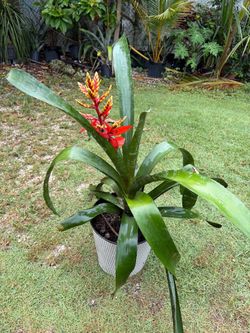 Planta