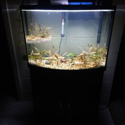 36-40 GAL Fish Tank
