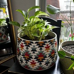 Potted Golden Pothos 