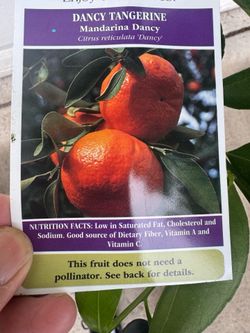 Dancy mandarin tree