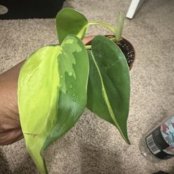 Philodendron Brasil