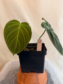 (#1) Philodendron 'Splendid'