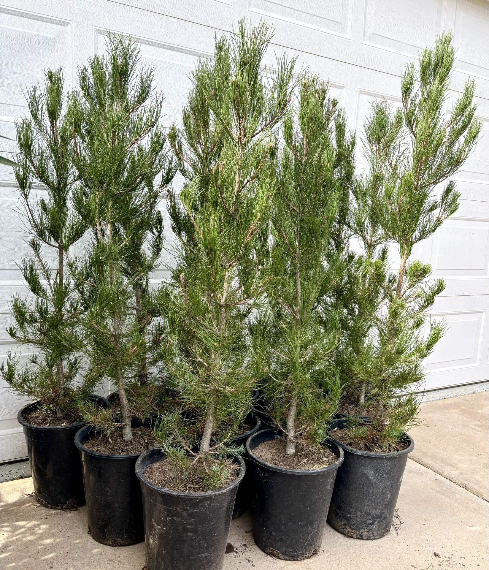 12 DESERT PINE (PINUS ELDARICA) TREES — 4 1/2 FT — PRIVACY/WINDBREAK