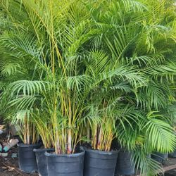 Beautiful Arecas Palms For Inmediate Privacy!!! 6 Feet Tall!! Fertilized 