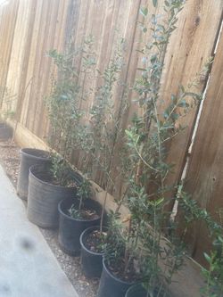 Olive trees, 3 foot tall $30 each