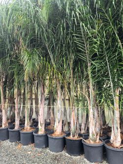Quenn Palms Trees 20g Just $100 Each 