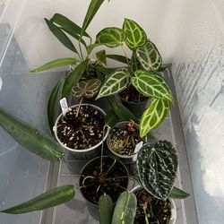 Assorted Anthurium Plants