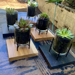 Recycled wood glass succulent holders $10 each