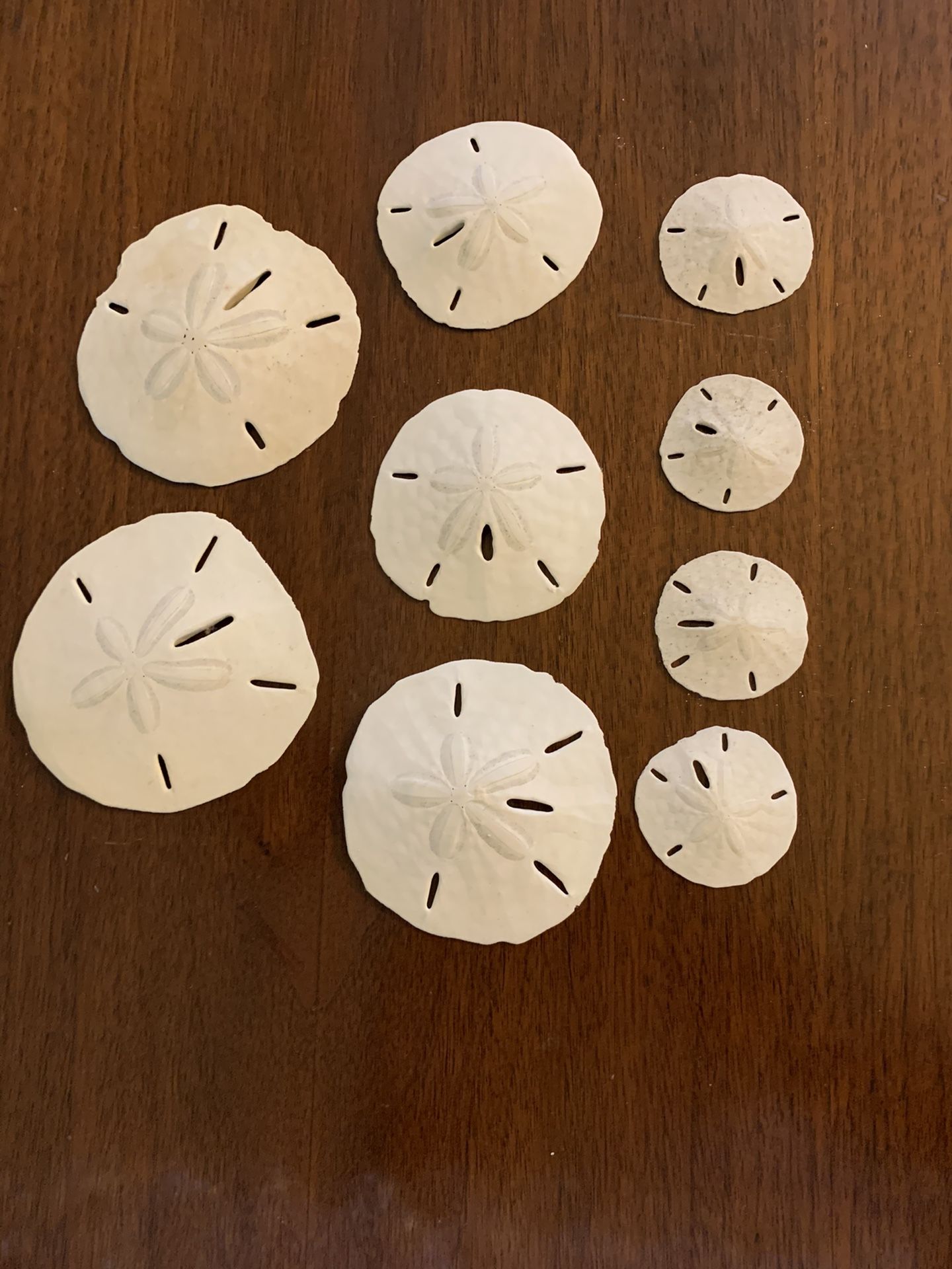 Sand Dollars