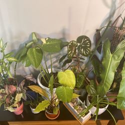 Plants For Sale! 