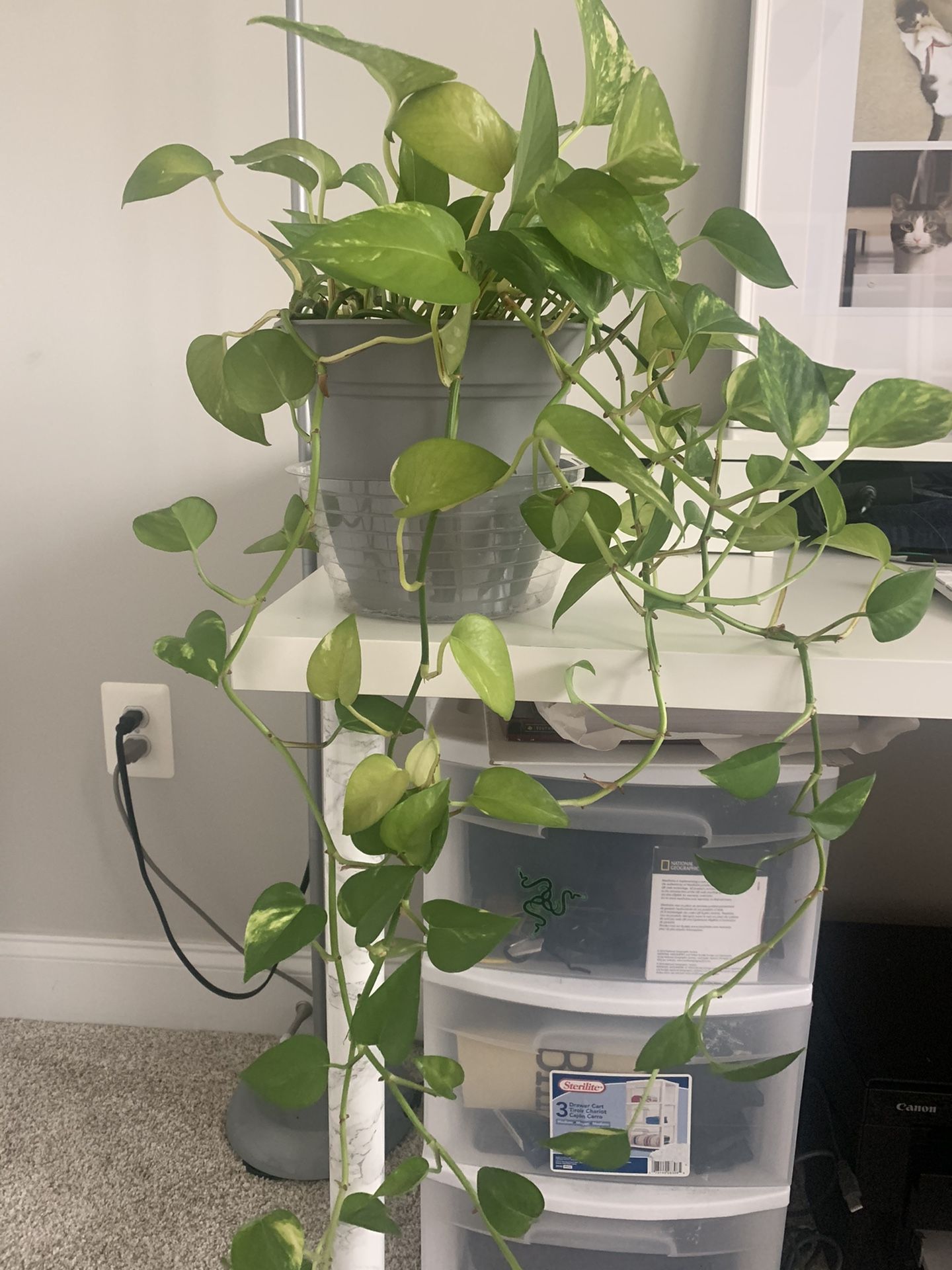 Pothos plant