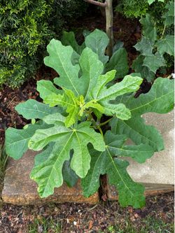 Fig tree cuttings for propagation