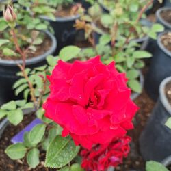 Rose Bush 