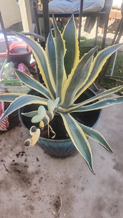 2 Large Snake Plant Mamas and Babies