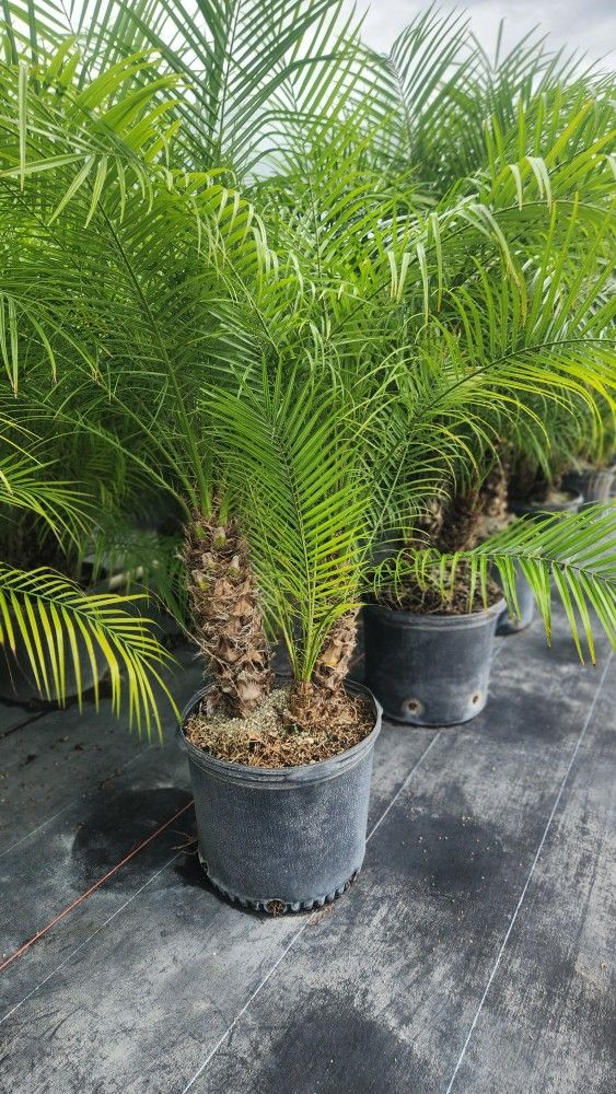 Beautiful Robollinis Palms About 6 Feet Tall!!! Fertilized