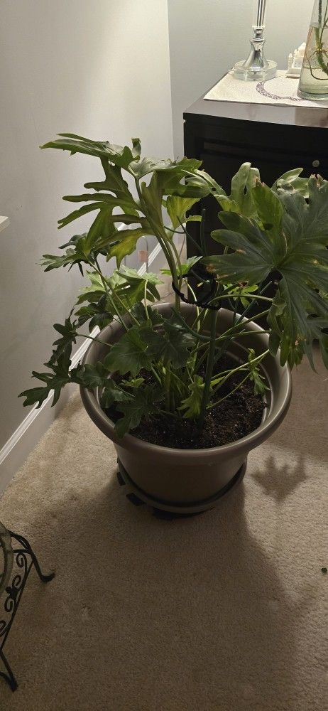 Philodendron indoor plant