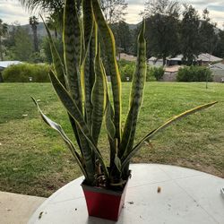3 Gallon Snake Plant