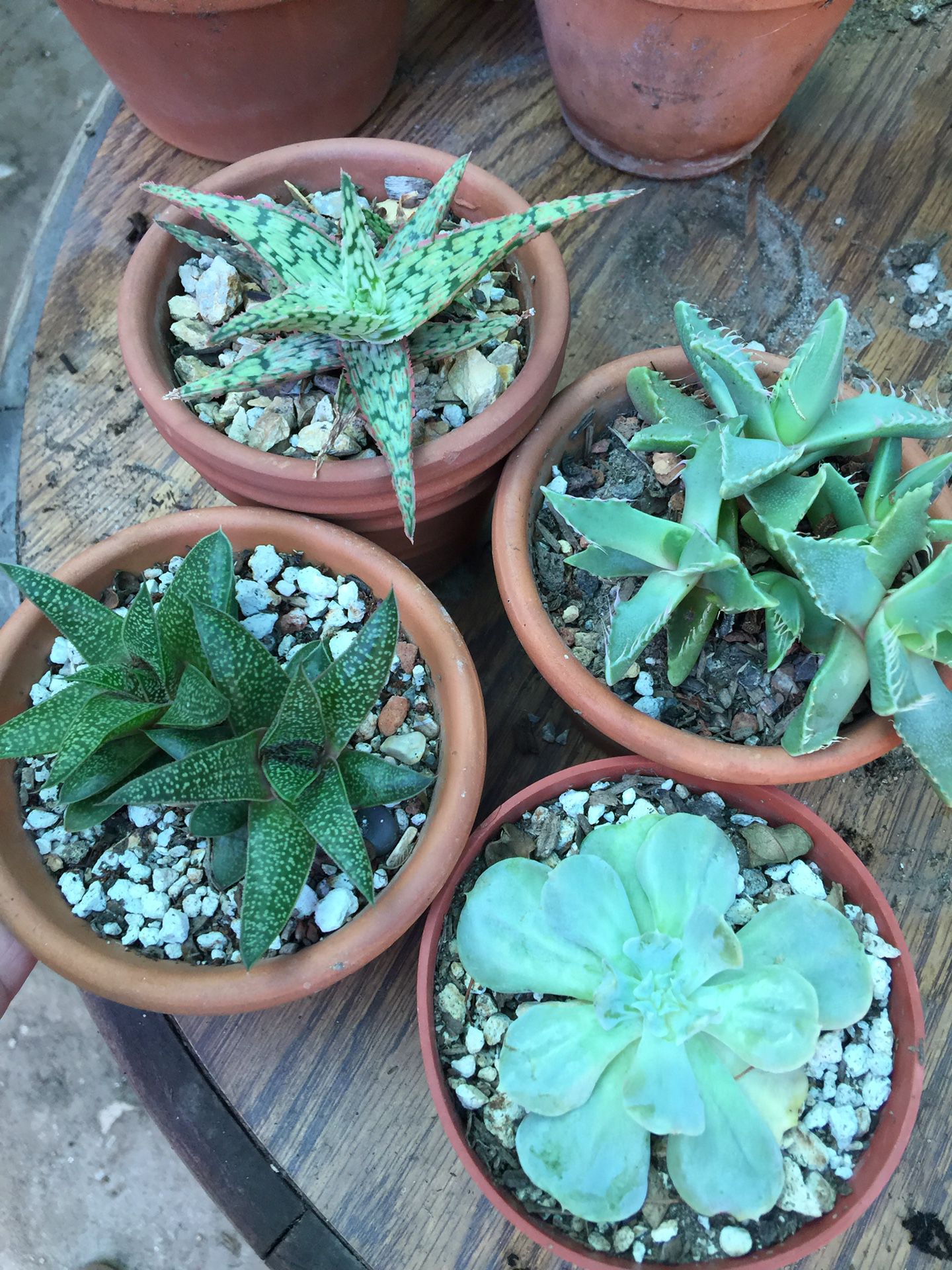 Assorted succulent plants