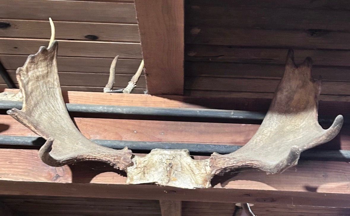 Authentic Moose Antler 27” Rustic Cabin Lodge Decor