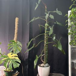 Philodendron mexicanum (Large)
