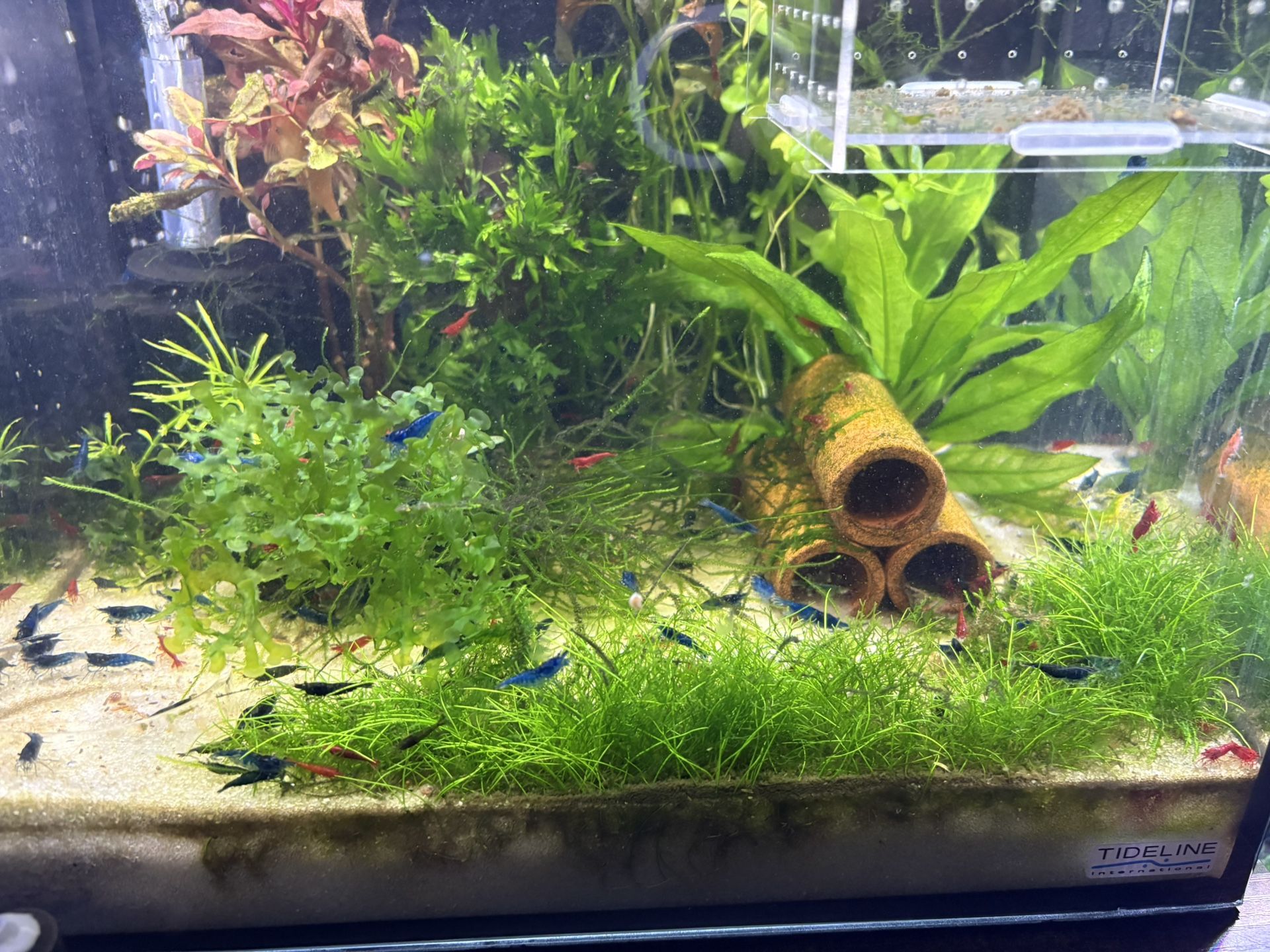aquarium decorations