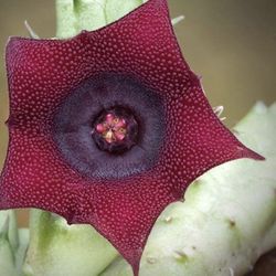 Huernia schneideriana