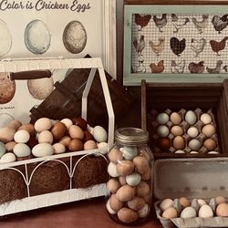 Fresh Eggs