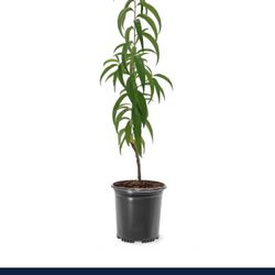 Southern Peach Tree In 3 Gallon Pot 5ft