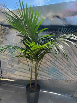 House plant