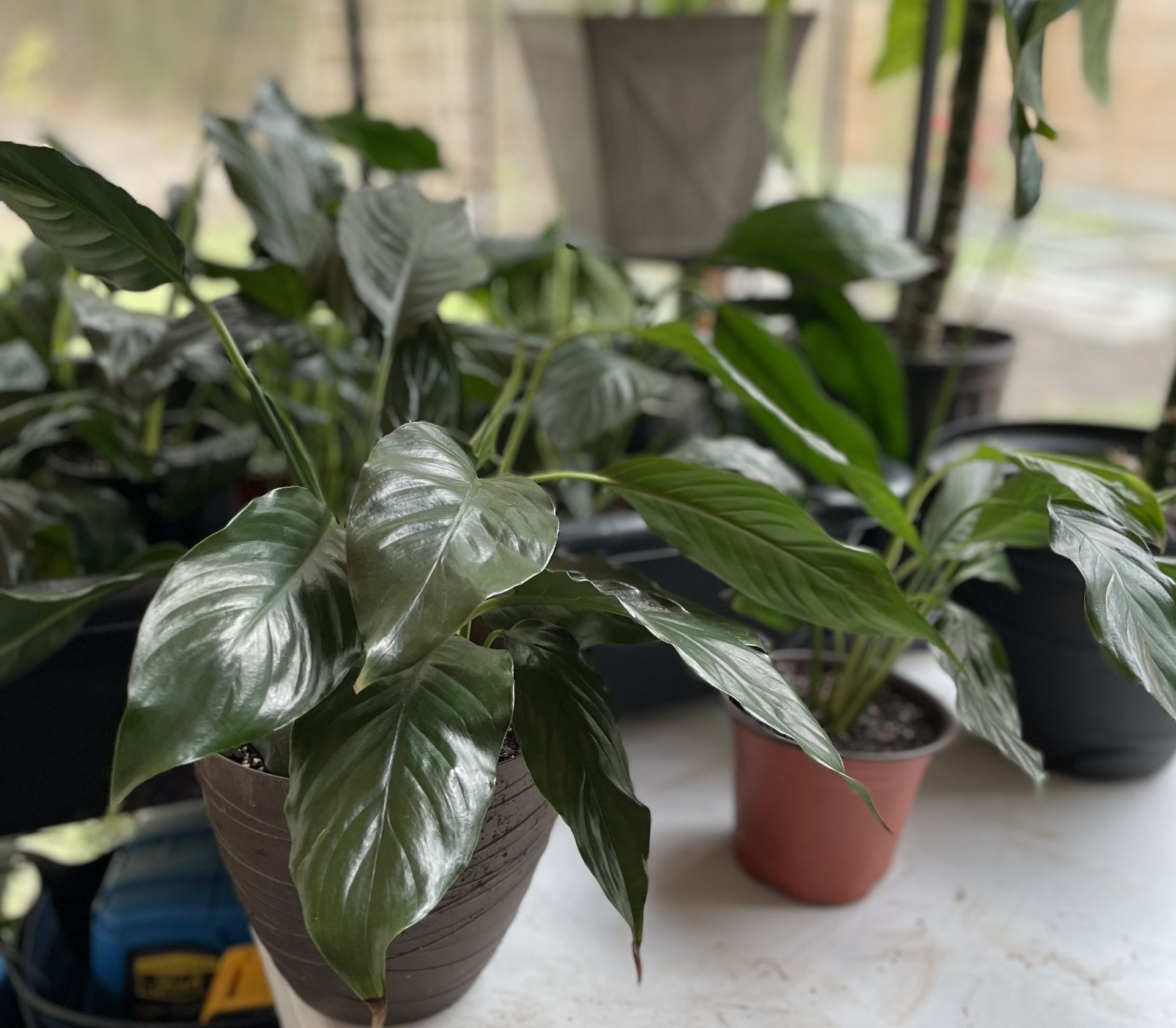 Plant Sale!