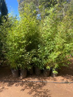 5 Gallon Size- Bamboo Plants- Multiple Varieties Available- Approximately 4-6 Feet Tall