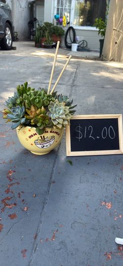 Succulent Arrangement in Maruchan Ramen Bowl