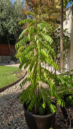 Curry leaves plant