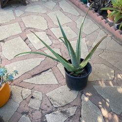 Aloe Vera Plant, 18 Inches High